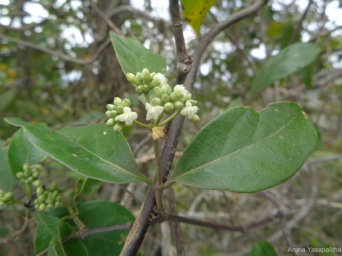 Gynochthodes umbellata (L.) Razafim. & B.Bremer